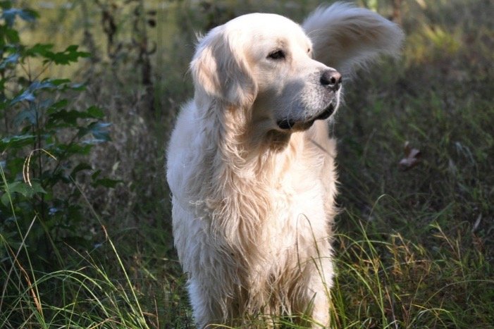 English Cream Golden Retriever